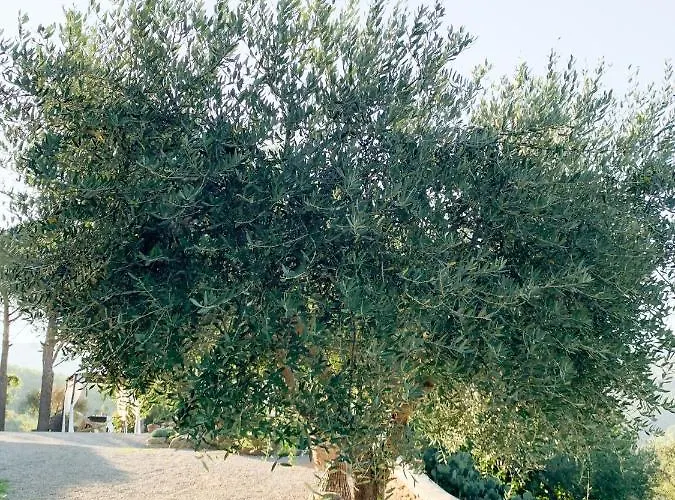 Montanare - Romantic Escape Tuscany Privatunterkunft