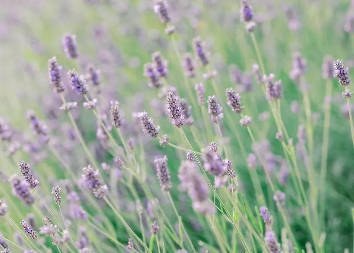 Privatunterkunft Montanare - Romantic Escape Tuscany